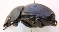 Deltochilum panamensis