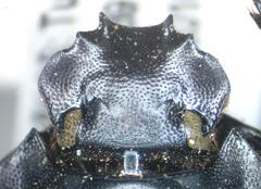 Deltochilum panamensis