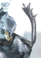 Deltochilum panamensis