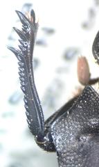 Deltochilum panamensis