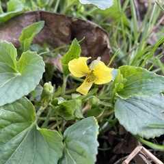 Viola