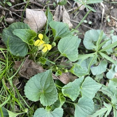 Viola