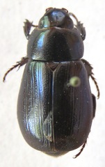 Dyscinetus dubius
