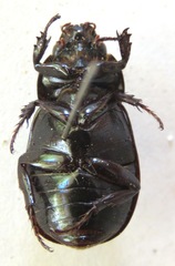 Dyscinetus dubius
