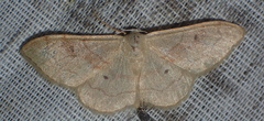 Idaea rubraria
