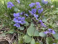 Viola sororia