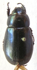 Dyscinetus dubius