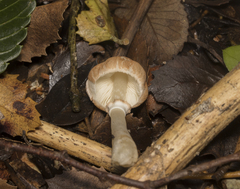 Leucoagaricus erythrellus