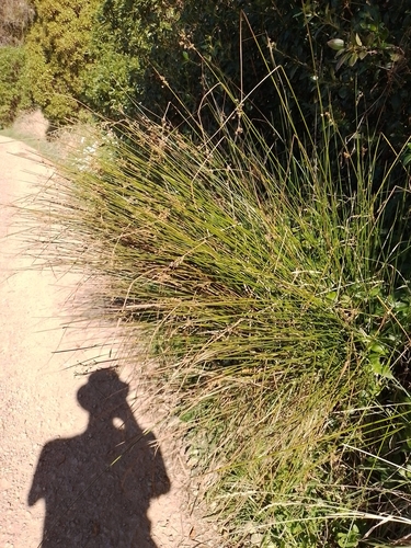 Juncus gregiflorus