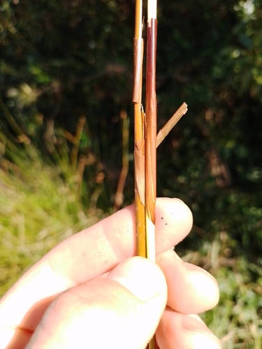 Juncus gregiflorus, photograph 1