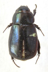 Dyscinetus dubius