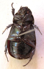 Dyscinetus dubius