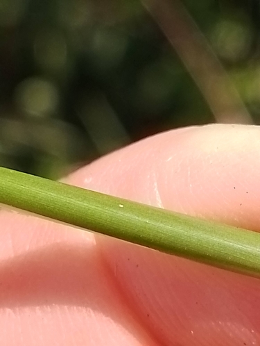 Juncus gregiflorus, photograph 3