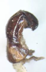 Dyscinetus dubius