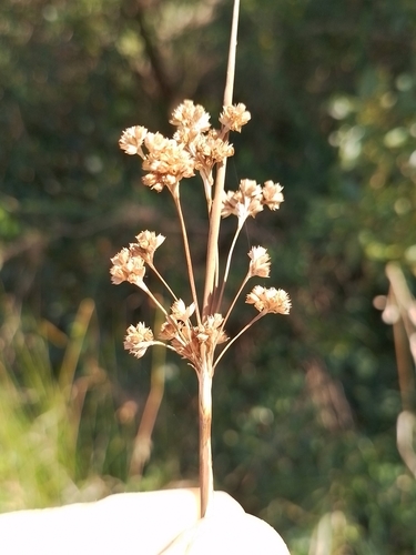Juncus gregiflorus, photograph 4