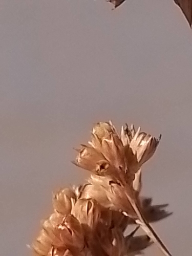 Juncus gregiflorus, photograph 5
