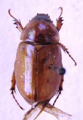 Cyclocephala lunulata