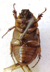 Cyclocephala lunulata