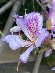 Bauhinia variegata variegata