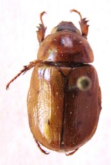 Cyclocephala lunulata
