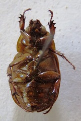 Cyclocephala lunulata