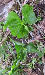 Trillium flexipes