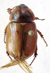 Cyclocephala lunulata