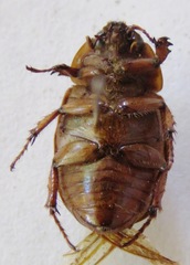 Cyclocephala lunulata