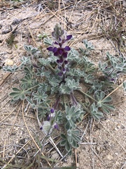 Lupinus shockleyi