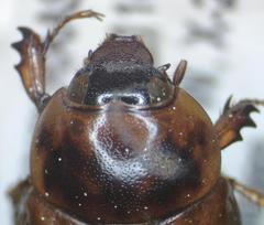 Cyclocephala lunulata