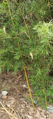 Phyllostachys makinoi