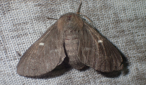 Psilogaster loti