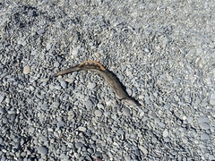 Anguilla dieffenbachii