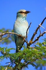 Coracias garrulus garrulus