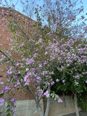 Bauhinia variegata variegata