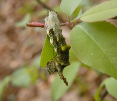 Limenitis arthemis astyanax