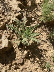 Deinandra paniculata