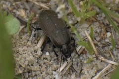 Chlaenius tomentosus