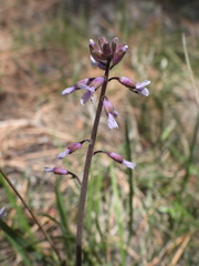 Boechera breweri