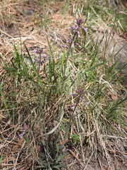 Boechera breweri