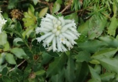 Lasiosiphon calocephalus