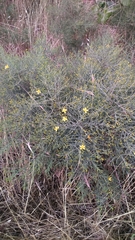Hypericum triquetrifolium