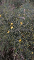 Hypericum triquetrifolium