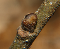 Neuroterus vesicula