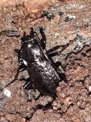 Carabus granulatus interstitialis