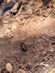 Carabus granulatus interstitialis