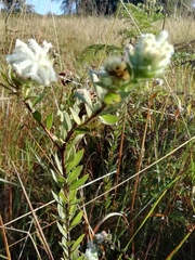 Lasiosiphon calocephalus