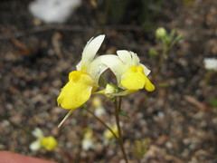 Nemesia calcarata