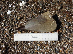 Atrina zelandica