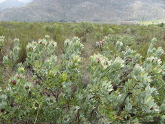 Leucadendron loranthifolium